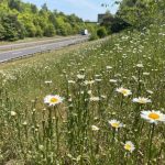 Transport for London’s wildflower verges blooming, on track to reach a target of 520,000m2 of rewilded, green spaces in 2026