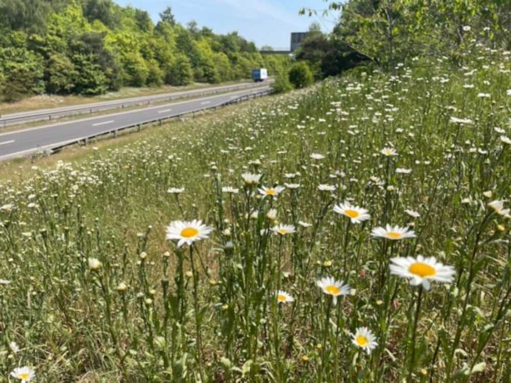 c0dd7a685474449ab561e57154592493