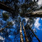 Mesh Supports Forestry England’s Drive to Net Zero at Westonbirt, The National Arboretum